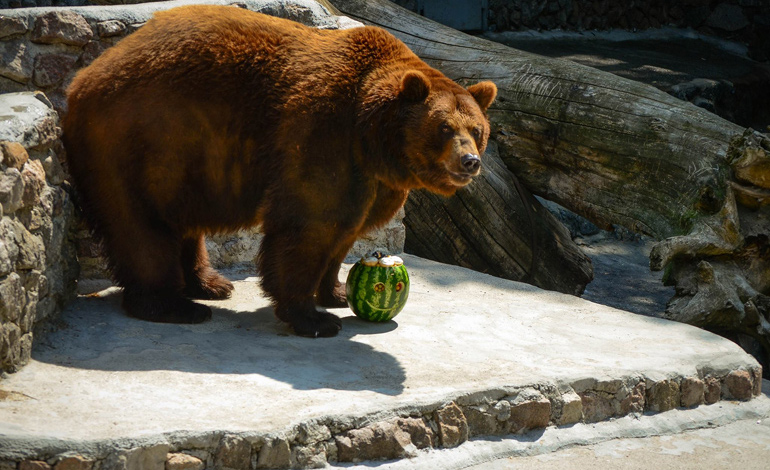 bear 1