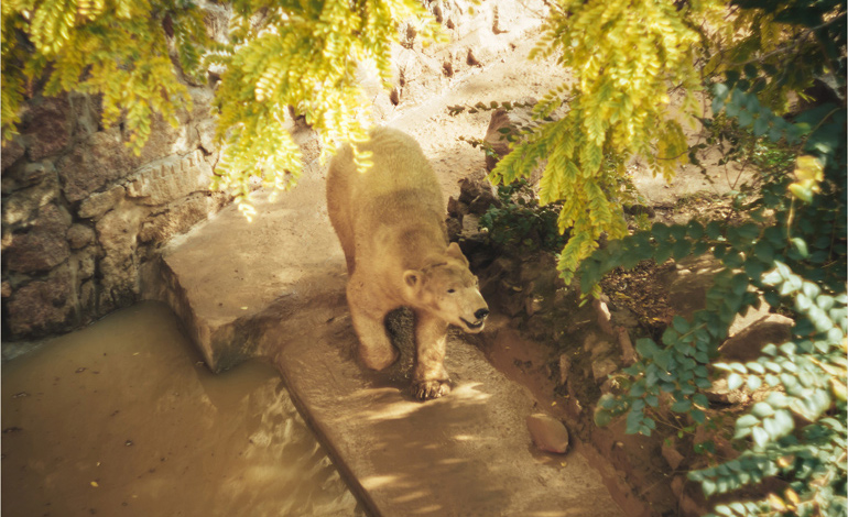 bear 2
