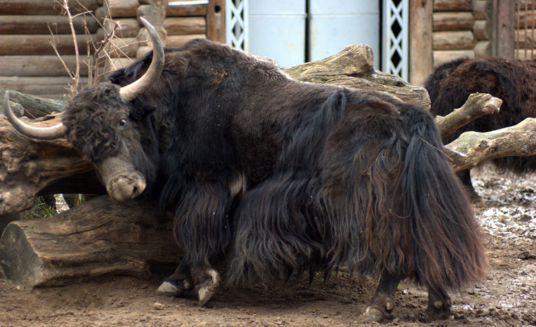 bison 1