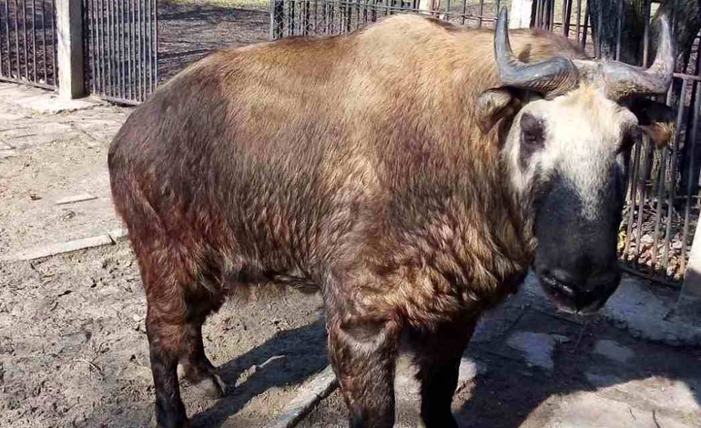 bison 2