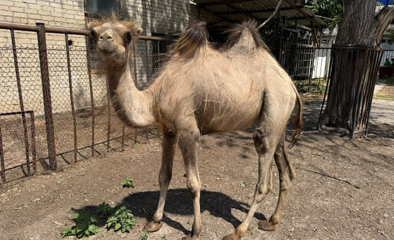 camel 1