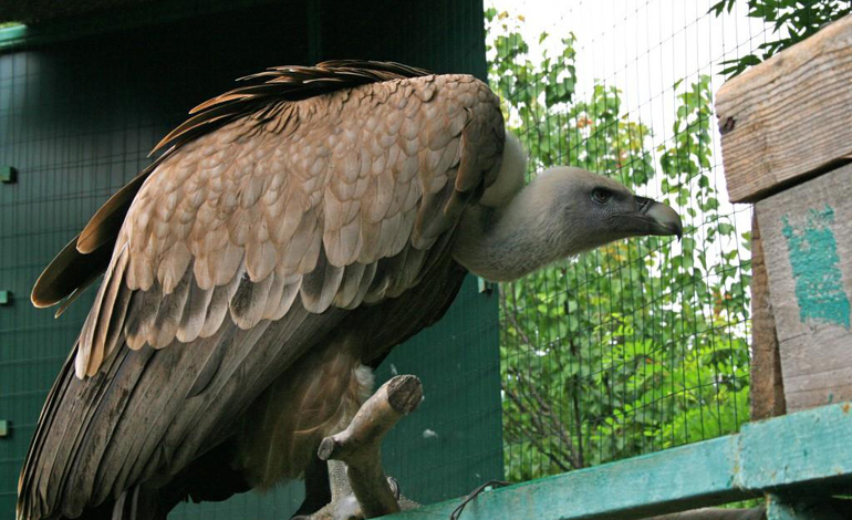 eagle 1
