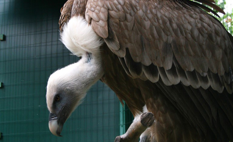 eagle 2