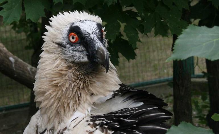 eagle 3