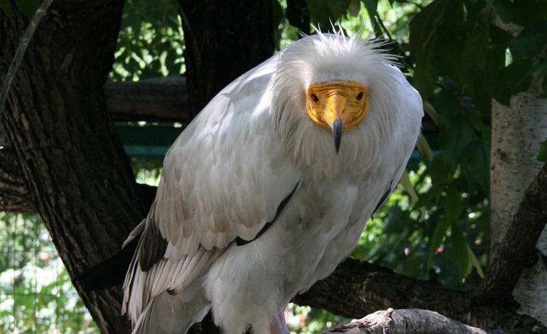 eagle 4