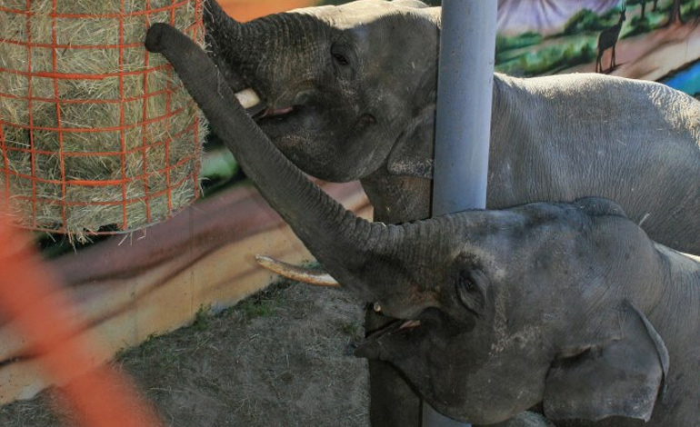 elephant 1
