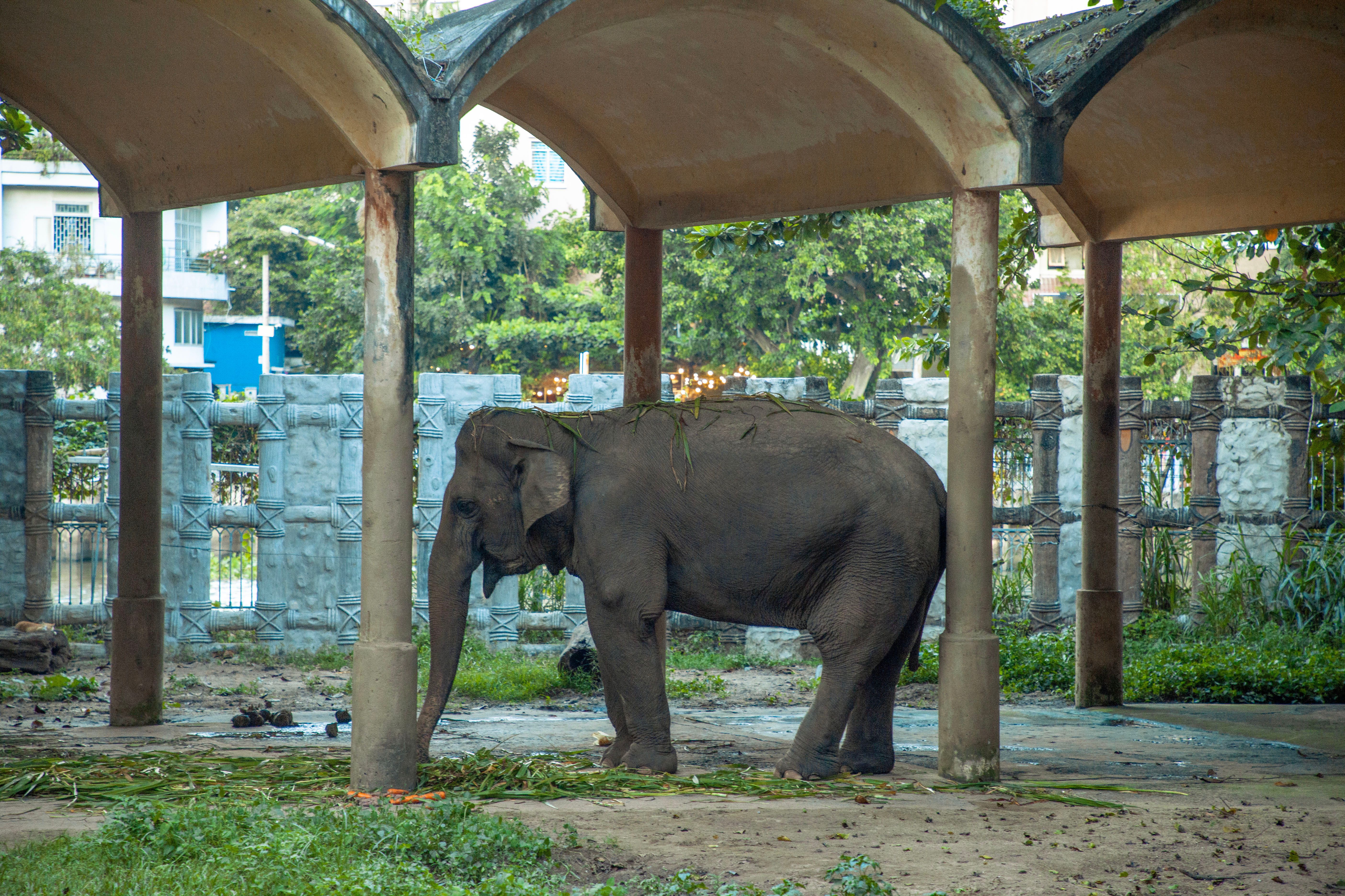 elephant 2