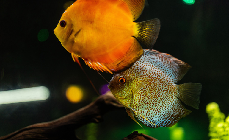 fish 1