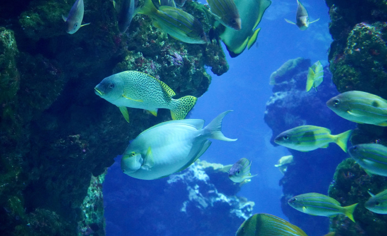 fish 4