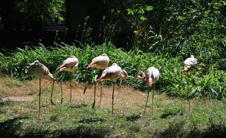 flamingo 1