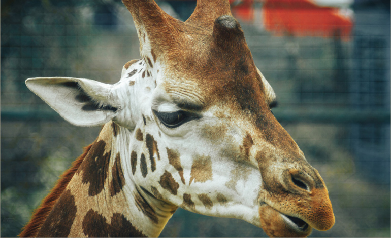 giraffe 1