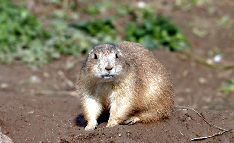 gopher 1