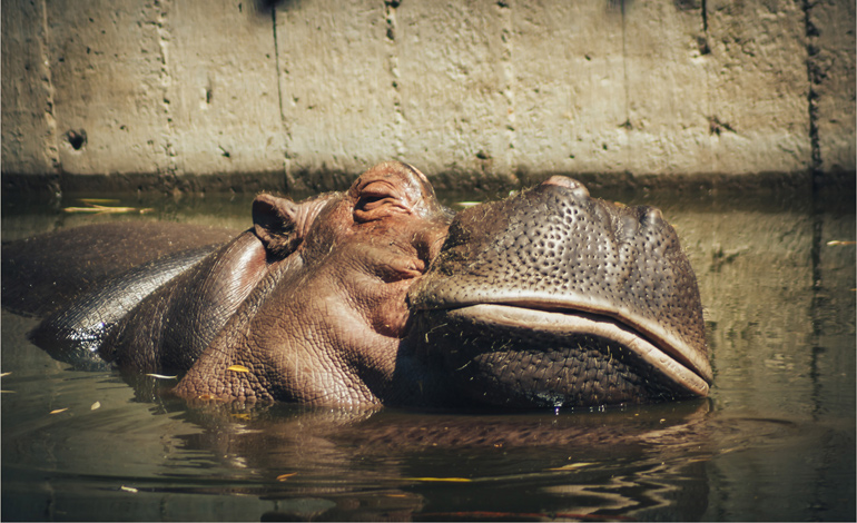 hippo 1