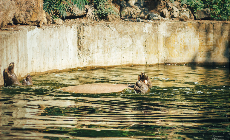 hippo 2