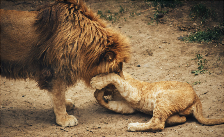 lion 1