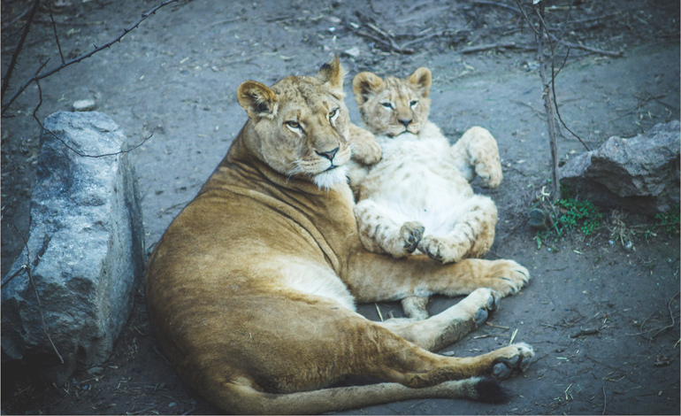 lion 2