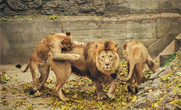 lion 3