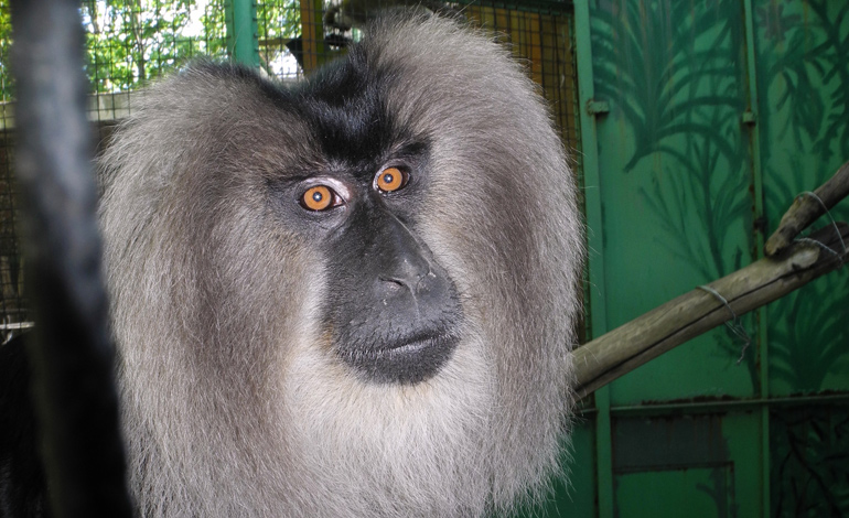 monkey 3