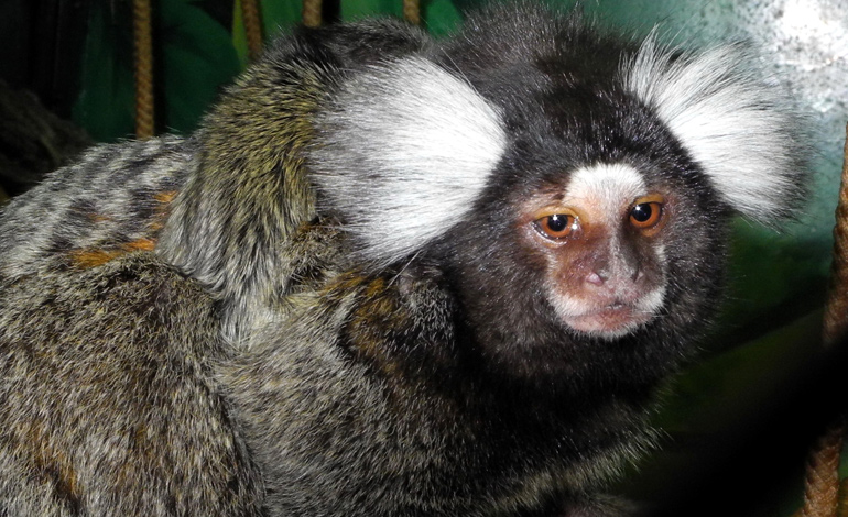 monkey 4