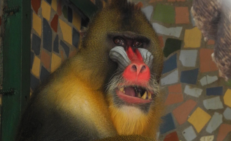 monkey 5