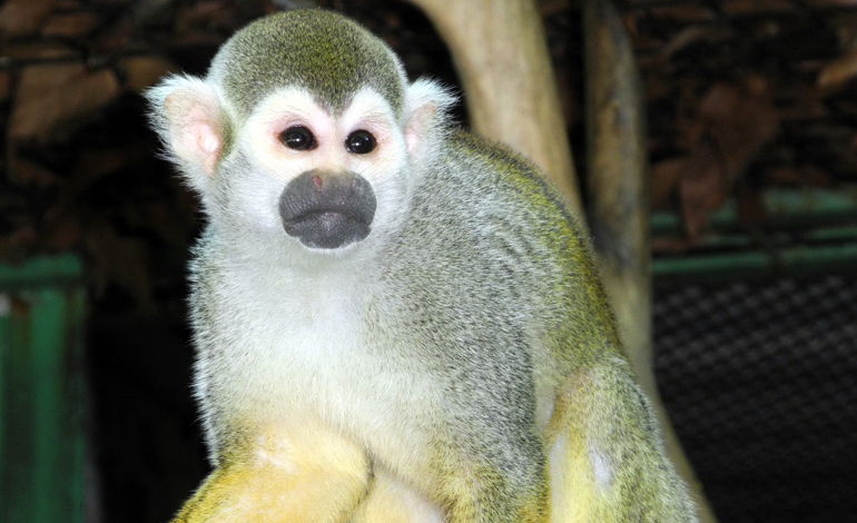 monkey 6
