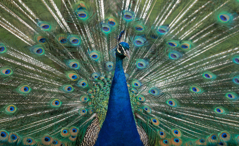 peacock 1
