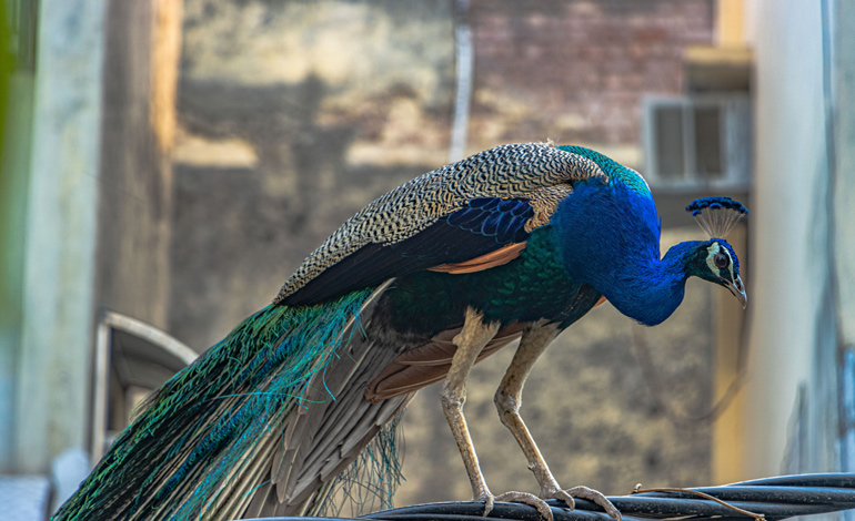 peacock 2