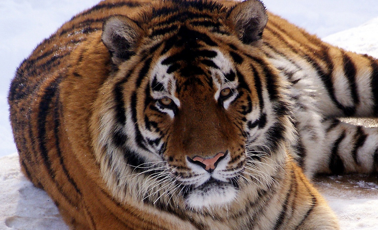 tiger 1