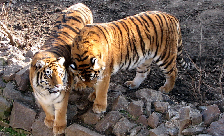 tiger 2
