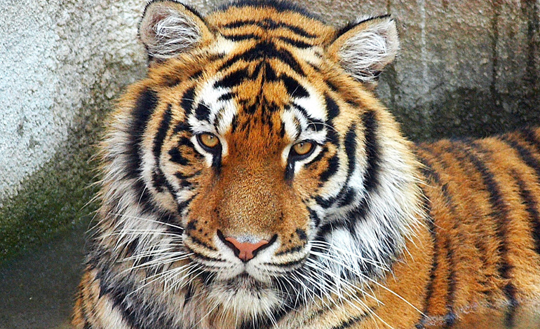 tiger 3
