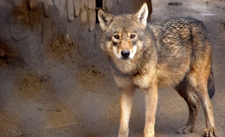 wolf 2